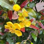 Ochna serrulata mickey mouse Plant - 1-2 ft Tall - 3 Gal Pot - Flowering Bush