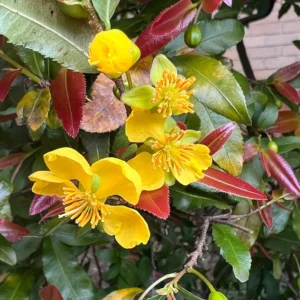 Ochna serrulata mickey mouse Plant - 1-2 ft Tall - 3 Gal Pot - Flowering Bush