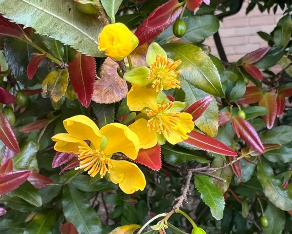 Ochna serrulata mickey mouse Plant - 1-2 ft Tall - 3 Gal Pot - Flowering Bush