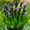 Odessa Calla Lily Flower Bulb Pretty Flowers - 3 Bulbs Per Pack