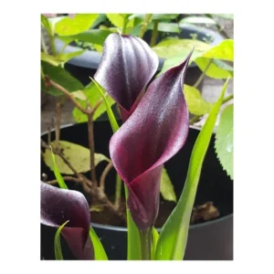 Odessa Calla Lily Flower Bulb Pretty Flowers - 3 Bulbs Per Pack