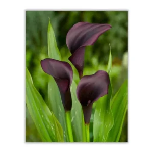 Odessa Calla Lily Flower Bulb Pretty Flowers - 3 Bulbs Per Pack