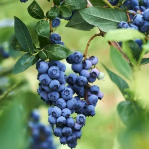 Blueberry Plant Live - 1 Gallon Potted Blueberry Bush with Large Berries