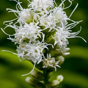 Easy to Grow Liatris Spicita Alba - White Liatris Plant Bulbs (10 Pack) - White Feathery Flowering Blooms in Summer to Fall Gardens