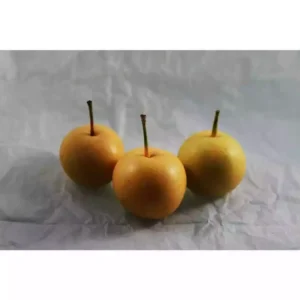 Dwarf 20th Century Asian Pear Tree Bare Root Fruit 4-5 FT
