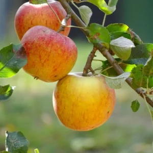 Cox's Orange Pippin Apple Tree Live Plant - 4-5 Ft Bare Root