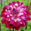 Optic Illusion Decorative Dahlia - 3 Bulbs Per Pack - Summer Fall Blooms