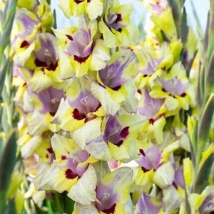 Oracle Gladiolus Flower Bulbs - 10 Bulbs Per Pack