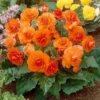 Orange Double Begonia Flower Bulbs - 3 Tubers per Pack - Vibrant Blooms