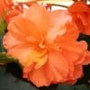 Orange Hanging Basket Begonia Flower Bulbs - 3 Bulbs Per Pack - Outdoor Garden Plants