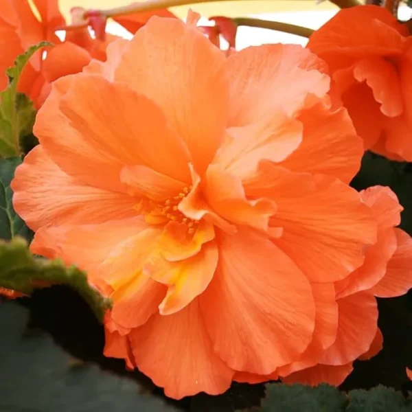 Orange Hanging Basket Begonia Flower Bulbs - 3 Bulbs Per Pack - Outdoor Garden Plants