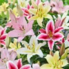 Oriental Lily Collection Bulbs - 12 Bulbs Per Pack - Easy Grow Flower Bulbs