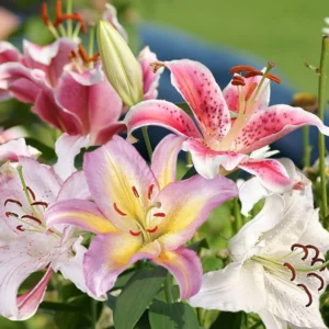 Oriental Lily Collection Bulbs - 12 Bulbs Per Pack - Easy Grow Flower Bulbs
