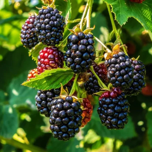 Ouachita Thornless Blackberry Plant - 1 Gallon Small Potted