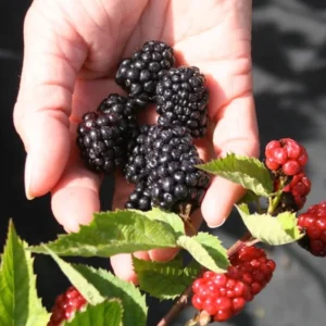 Ouachita Thornless Blackberry Plant - 1 Gallon Small Potted