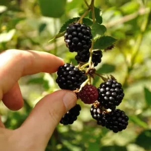 Ouachita Thornless Blackberry Plant - 1 Gallon Small Potted