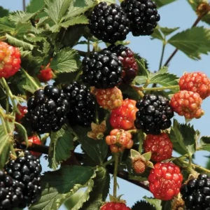 Ouachita Thornless Blackberry Plant - 1 Gallon Small Potted