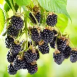 Ouachita Thornless Blackberry Plant Live 1 Gallon Pot Bush