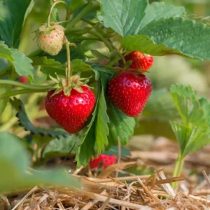 Ozark Beauty Strawberry Plant - 4 Inch Pot - Everbearing Variety