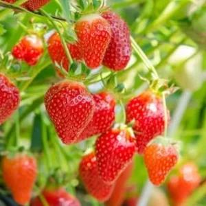 Ozark Beauty Strawberry Plant - 4 Inch Pot - Everbearing Variety