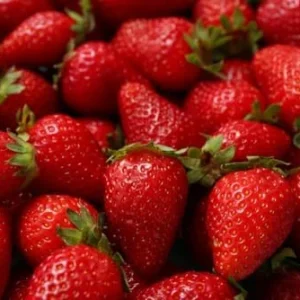 Ozark Beauty Strawberry Plant - 4 Inch Pot - Everbearing Variety