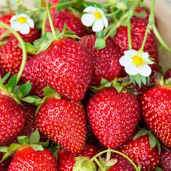 Ozark Beauty Strawberry Plant - 4 Inch Pot - Strawberry Fruit Plant