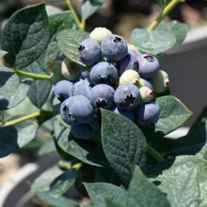 Misty Blueberry Bush Live Plant - 4 Inch Potted Sweet Blueberry Seedling