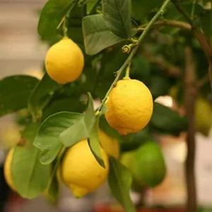 Eureka Lemon Fruit Tree - 2-3 Ft Tall Live Plant for Planting in Pot