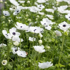 Black Eyed Beauty Anemone Plant Bulbs (25 Bulbs Per Pack) - White Flowering Blooms in Spring Gardens