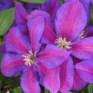 Clematis Mrs N Thompson Plant - 3-4 Inch Potted Vine - Flowering Clematis