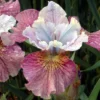 Painted Woman Siberian Iris Flower Bulbs - 3 Bulbs Per Pack