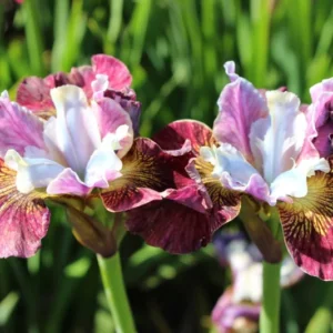 Painted Woman Siberian Iris Flower Bulbs - 3 Bulbs Per Pack