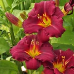 Pardon Me Daylily Bulbs - 1 Bulb Pack - Red Reblooming Daylily