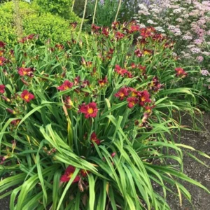 Pardon Me Daylily Bulbs - 1 Bulb Pack - Red Reblooming Daylily