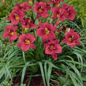 Pardon Me Daylily Bulbs - 1 Bulb Pack - Red Reblooming Daylily