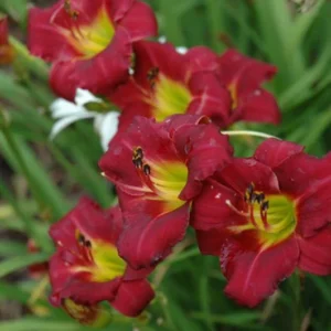 Pardon Me Daylily Bulbs - 1 Bulb Pack - Red Reblooming Daylily