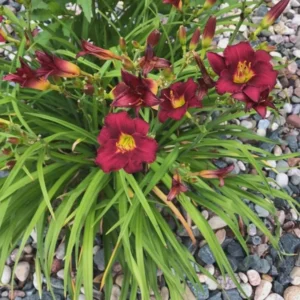 Pardon Me Daylily Bulbs - 1 Bulb Pack - Red Reblooming Daylily