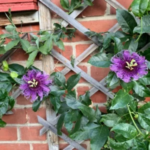 Passiflora Inspiration Live Plant - Hybrid Garden Variety 4-6 Inch