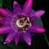 Passiflora Lady Margaret Vine - Live Red Burgundy Passion Flower - 4-6 Inches