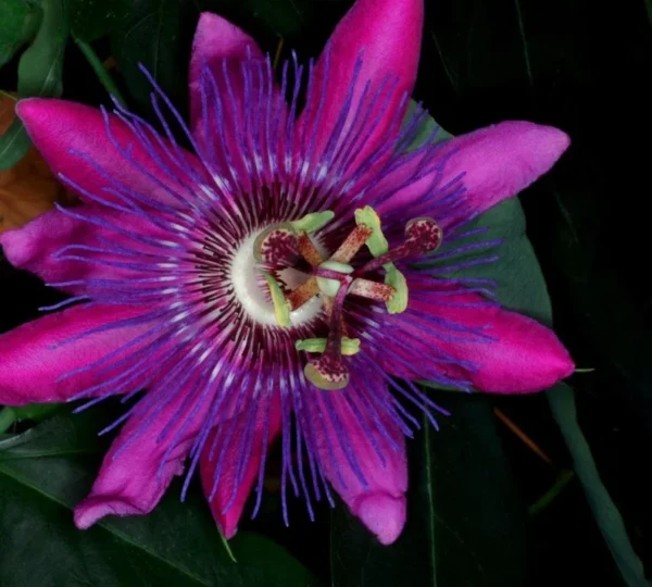 Passiflora Lady Margaret Vine - Live Red Burgundy Passion Flower - 4-6 Inches