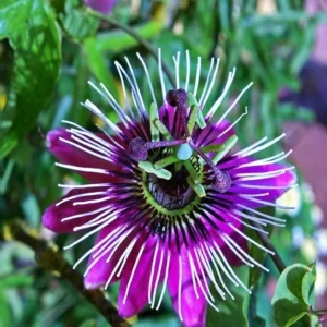 Passiflora Lady Margaret Vine - Live Red Burgundy Passion Flower - 4-6 Inches