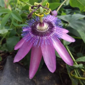 Passiflora Lady Margaret Vine - Live Red Burgundy Passion Flower - 4-6 Inches