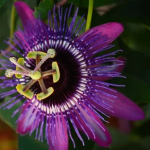 Passiflora Lady Margaret Vine - Live Red Burgundy Passion Flower - 4-6 Inches