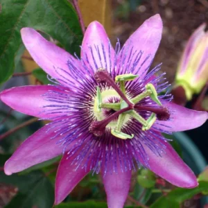 Passiflora Lady Margaret Vine - Live Red Burgundy Passion Flower - 4-6 Inches