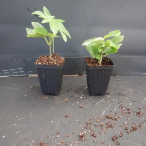 Passiflora Lady Margaret Vine - Live Red Burgundy Passion Flower - 4-6 Inches