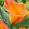Passion Fruit Calla Lily Bulbs - Pack of 3 Flower Bulbs for Your Garden