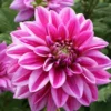 Patriot Dahlia Bulbs - 3 Bulbs Per Pack - Vibrant Blooms for Your Garden
