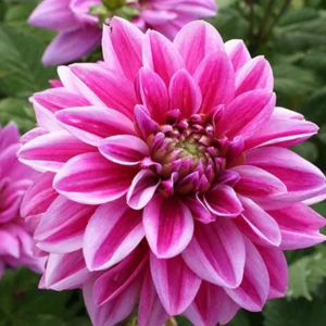Patriot Dahlia Bulbs - 3 Bulbs Per Pack - Vibrant Blooms for Your Garden