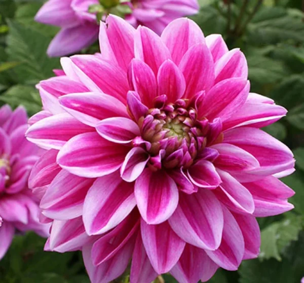 Patriot Dahlia Bulbs - 3 Bulbs Per Pack - Vibrant Blooms for Your Garden