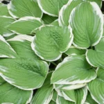 Patriot Hosta Bulb - 1 Bulbs per Pack - Shade Loving Plant